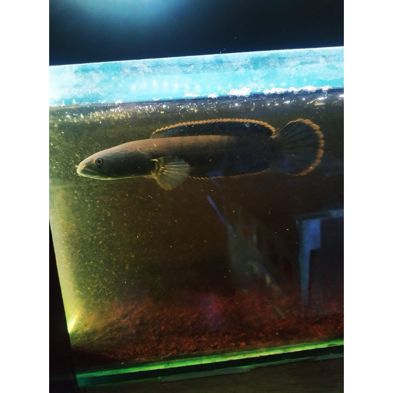Limbata Super Jumbo 13-19cm++ rim tebal