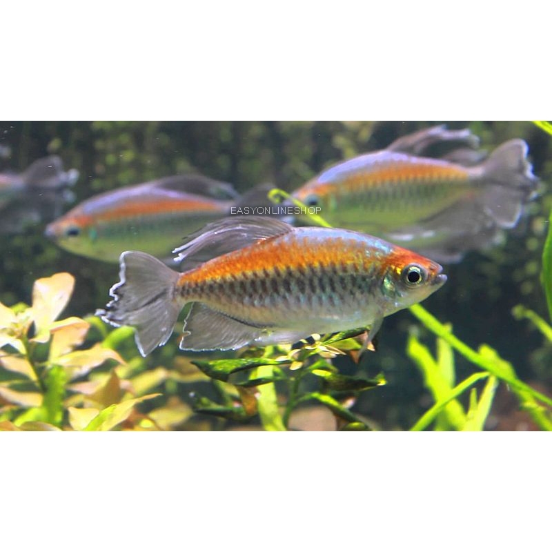 RB Congo Tetra Ikan Aquascape