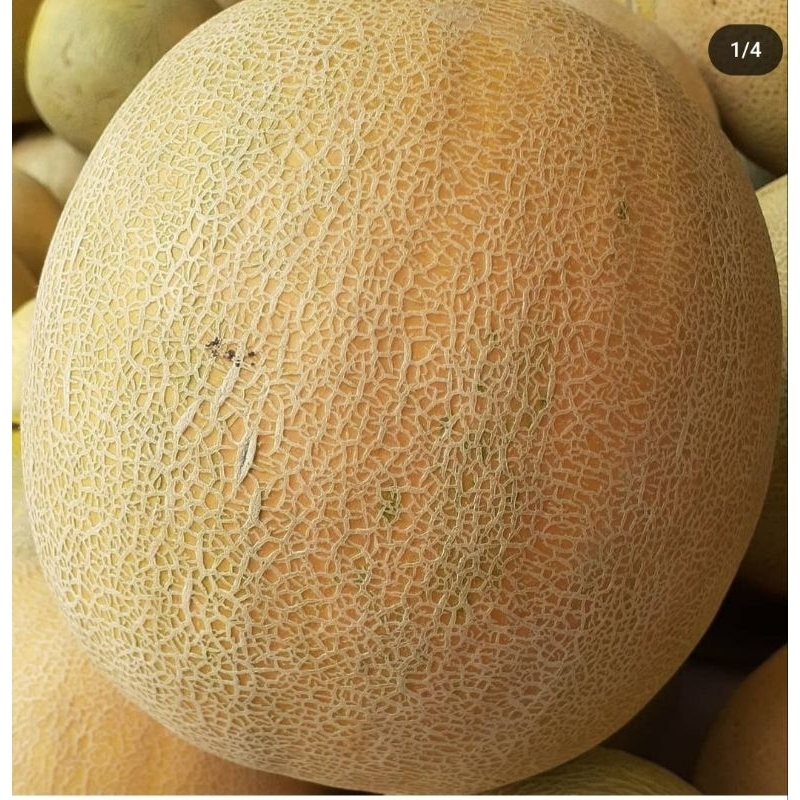 

melon madu super manis