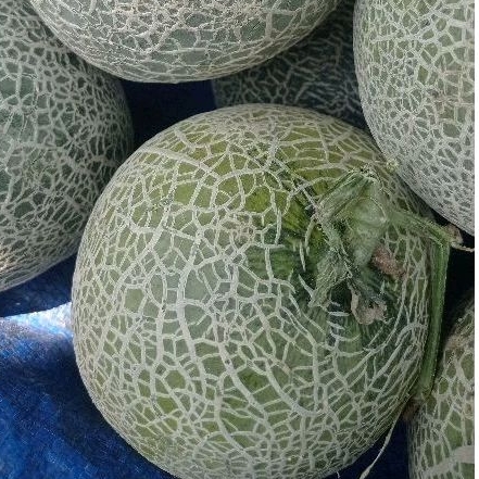 

Buah Rock Melon / melon oren