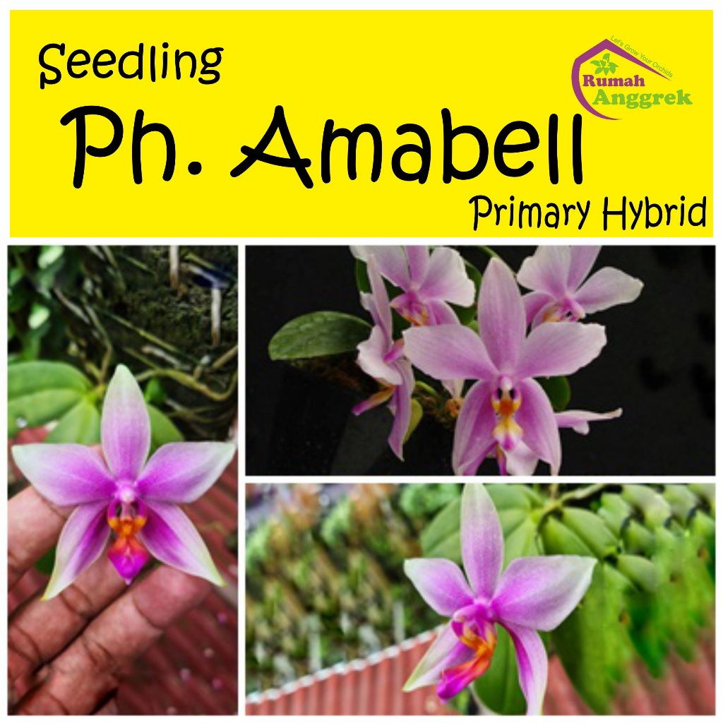 Seedling Anggrek Phalaenopsis Amabell phal ph bulan bellina amabillis primary primery hybrid bibit b