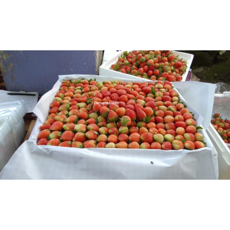 

STROBERRY grad ab