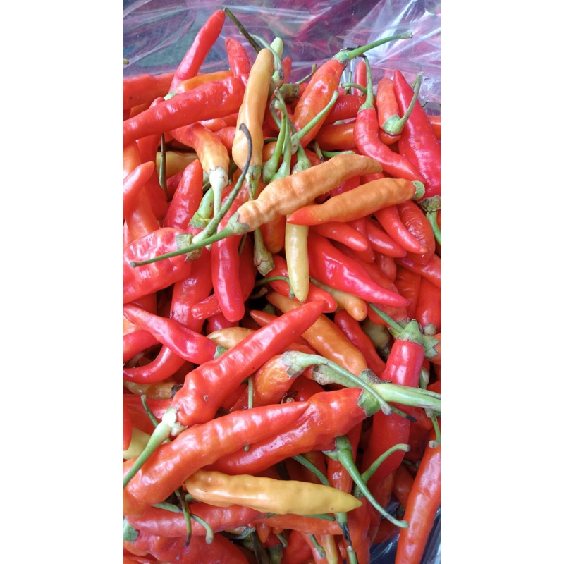 

cabe rawit 500gr