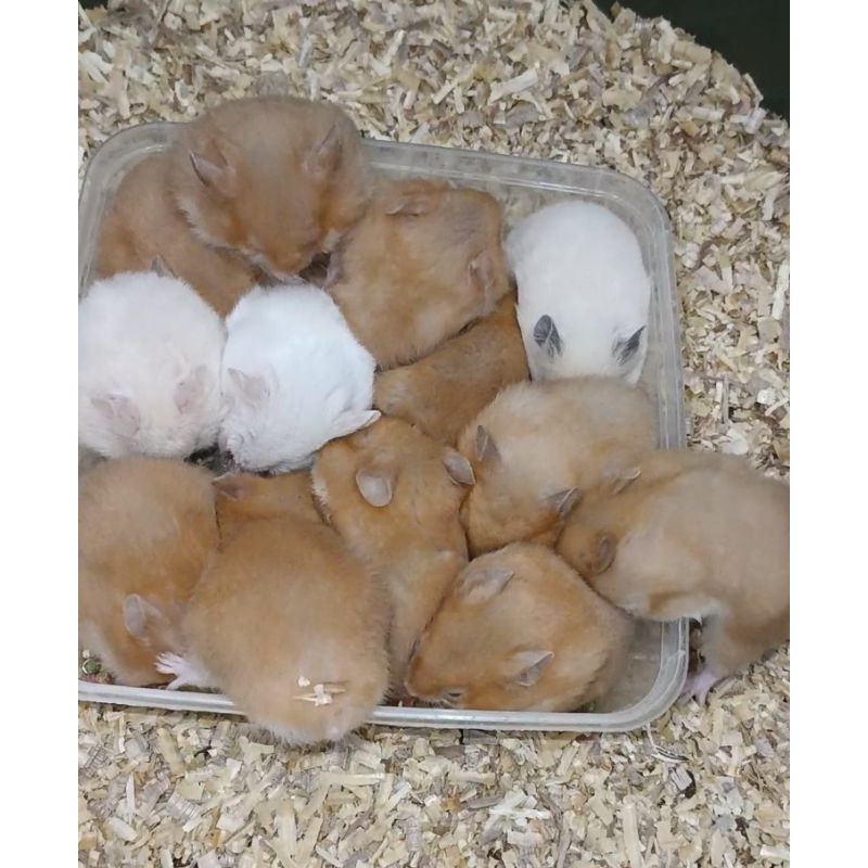 Hamster sepasang
