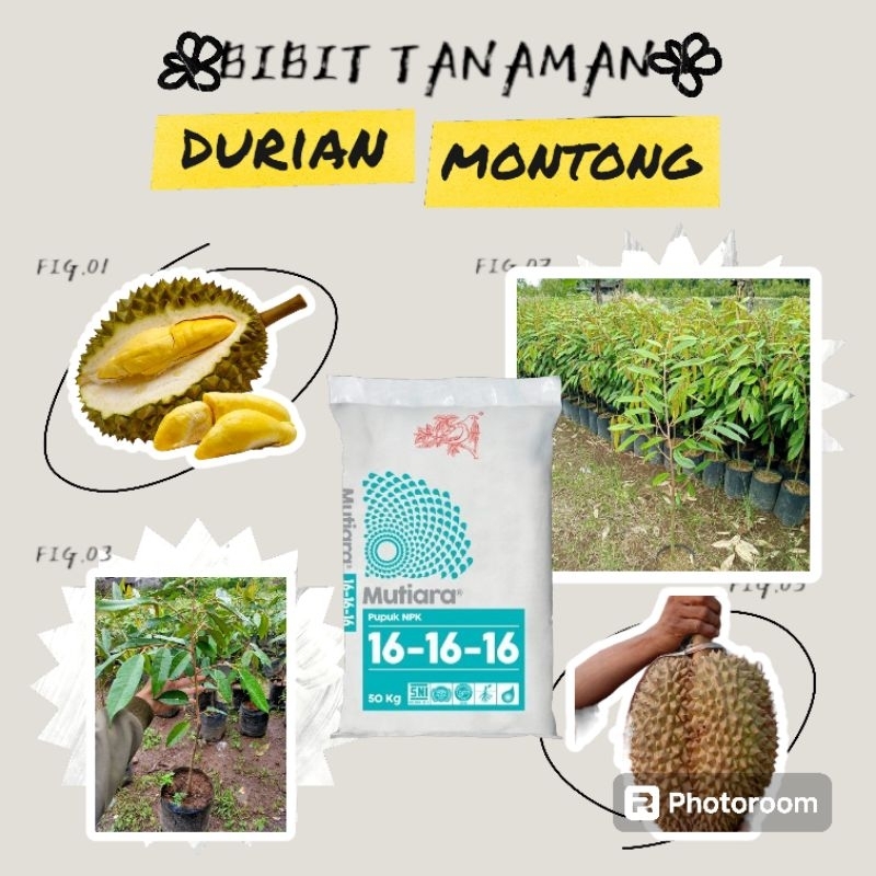 BIBIT TANAMAN DURIAN MONTONG + PUPUK NPK