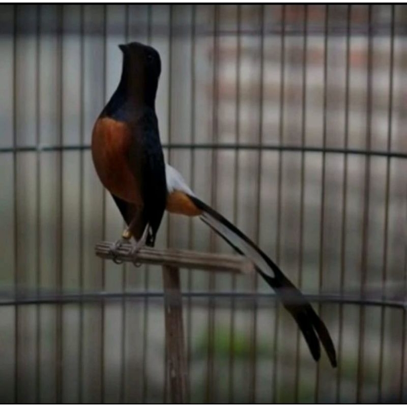 Murai Batu Medan Jantan Ekor 20Cm Prospek