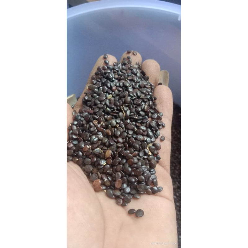 benih akasia formis / biji akasia formis 1 kg / benih akasia premium