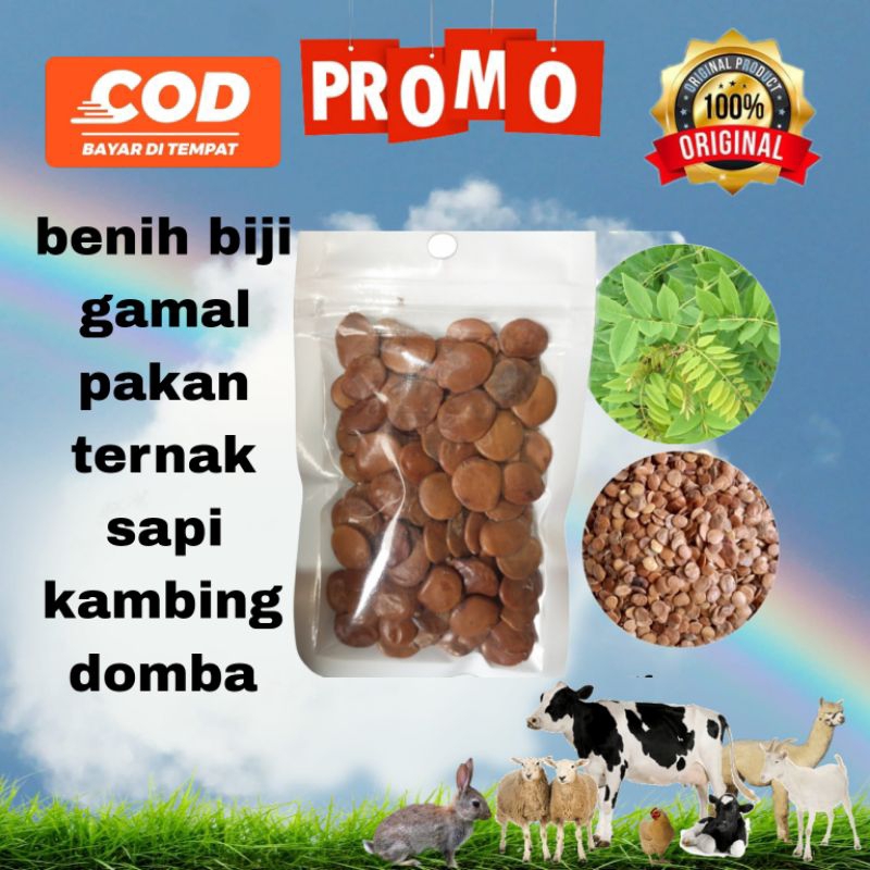 benih gamal biji gamal pakan ternak domba kambing sapi