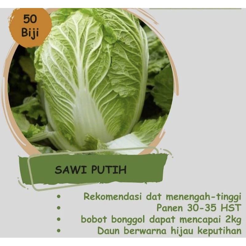 

50 Benih-Biji Bibit Sawi Putih Besar Hibrida Autumn Sun F1 -Benih Tanaman Sayur
