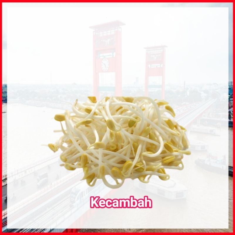 

Kecambah Toge Tauge - Toko Sayur Ampera Sayuran Mayur Online Segar Palembang