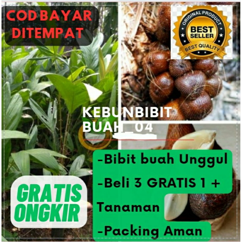 Bibit | Pohon Salak Pondoh / Salak Madu UNGGUL