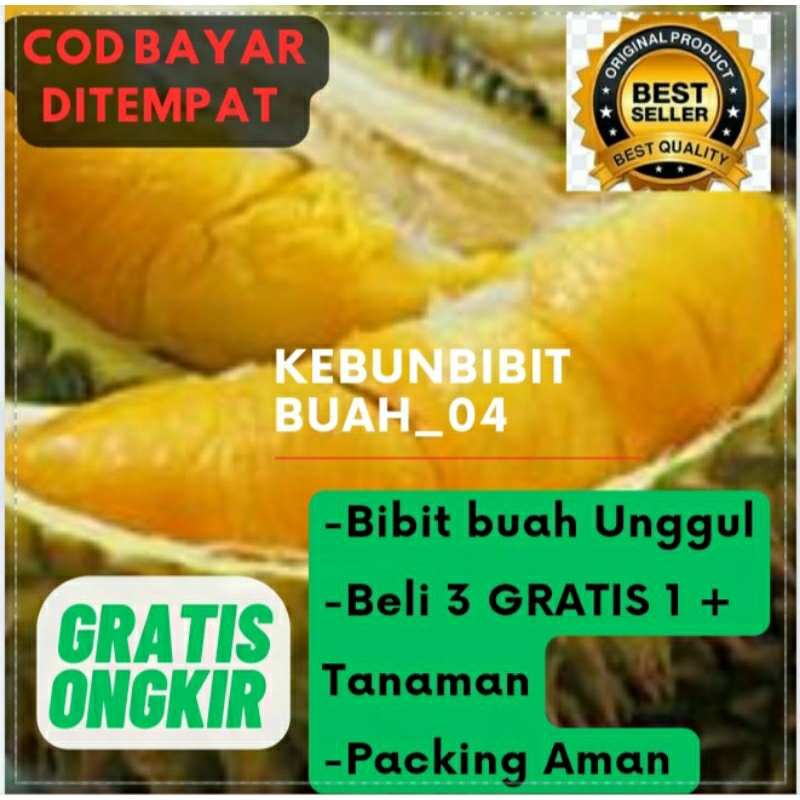 Bibit Durian Monthong Thailand