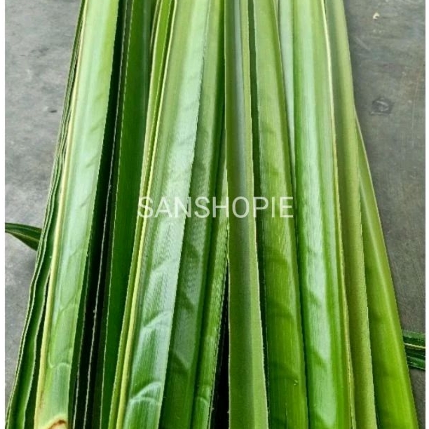 

Daun kelapa hijau tua paket 50 Lembar