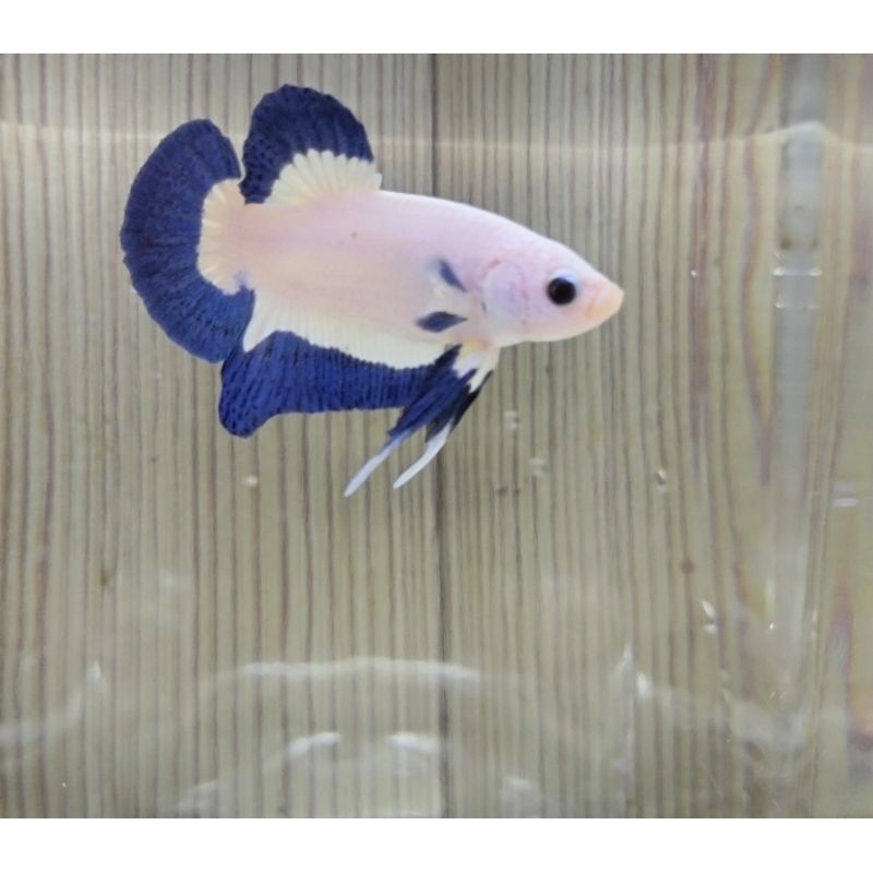 Cupang Blue Rim Top Grade Sesuai foto dan video