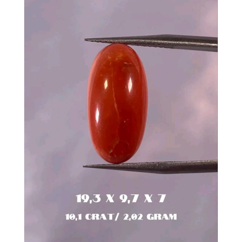 Batu Marjan asli laut merah Marjan Tunis mesir