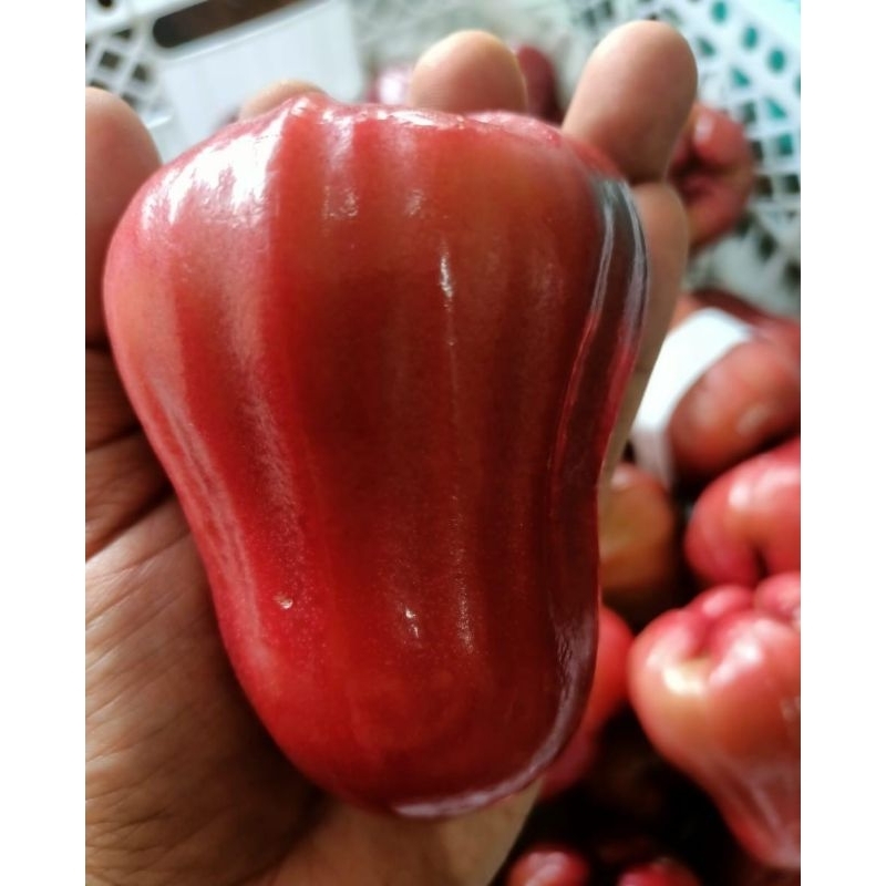 

ON PROMO Jambu Citra / Jambu Air / Stock Berjalan