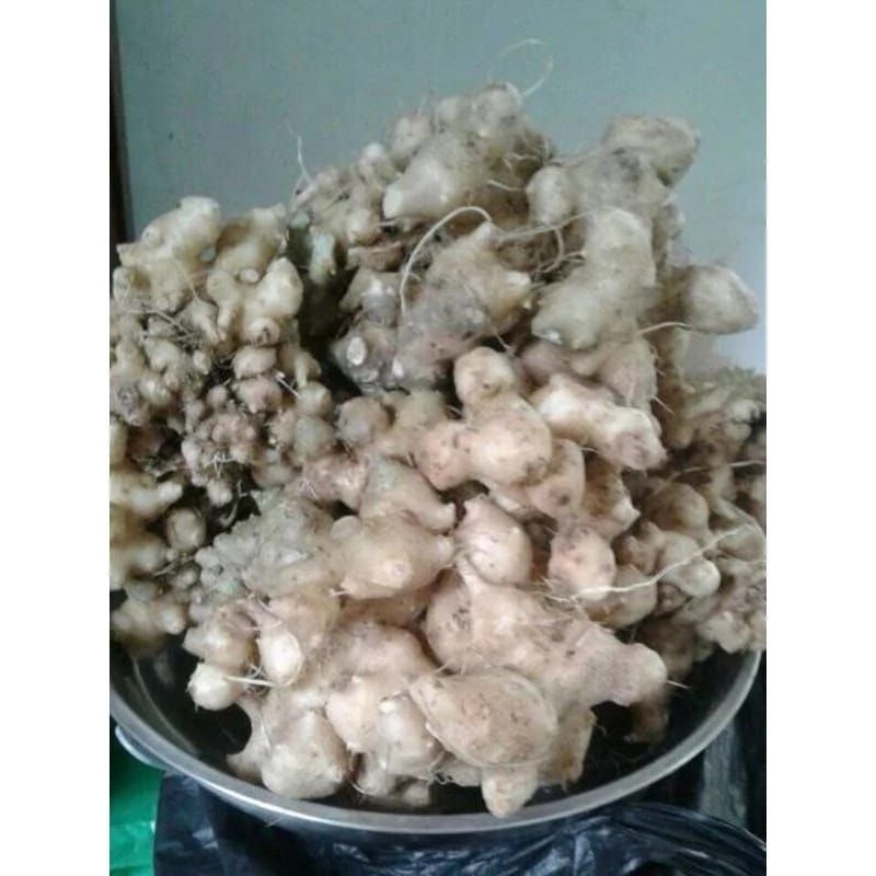 

⭐⭐⭐⭐⭐ umbi dewa / samsit segar super 500grm