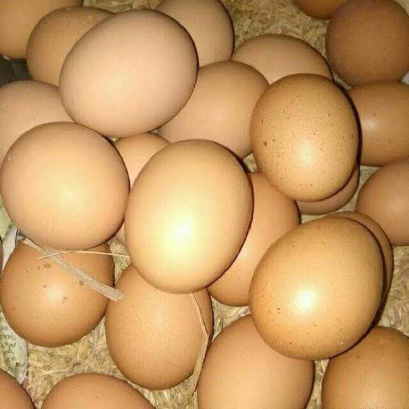 

TELUR AYAM NEGERI 1 KILO