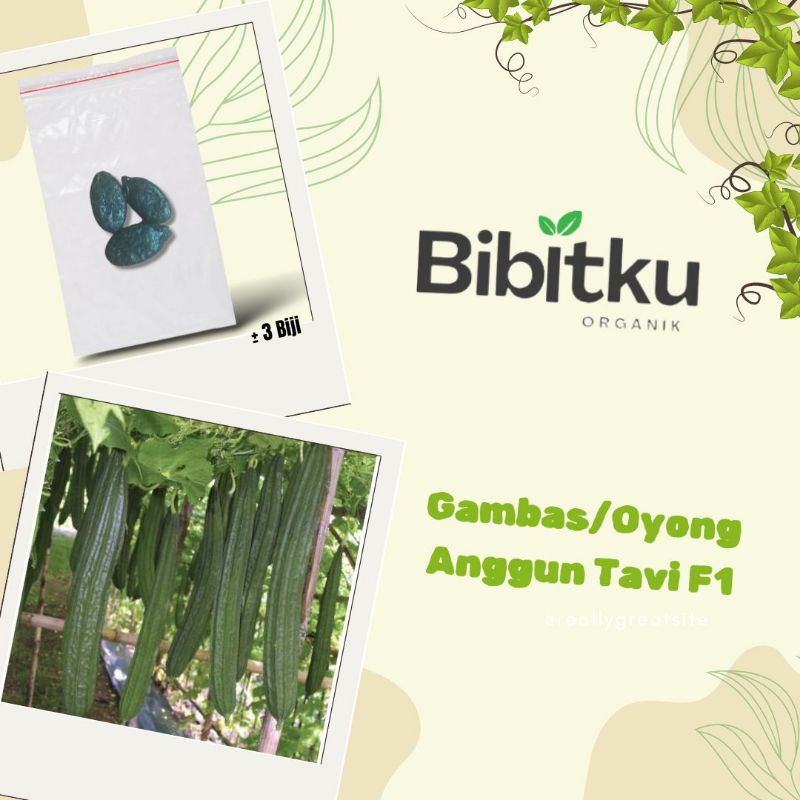 Benih Oyong Varietas Anggun Tavi F1