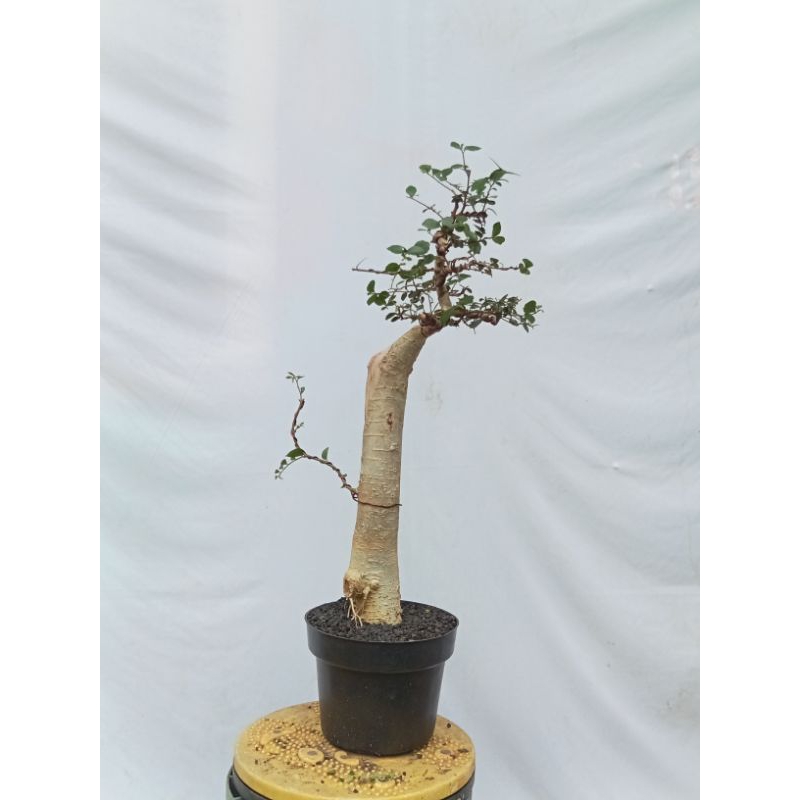 phn bonsai serut/bunjin