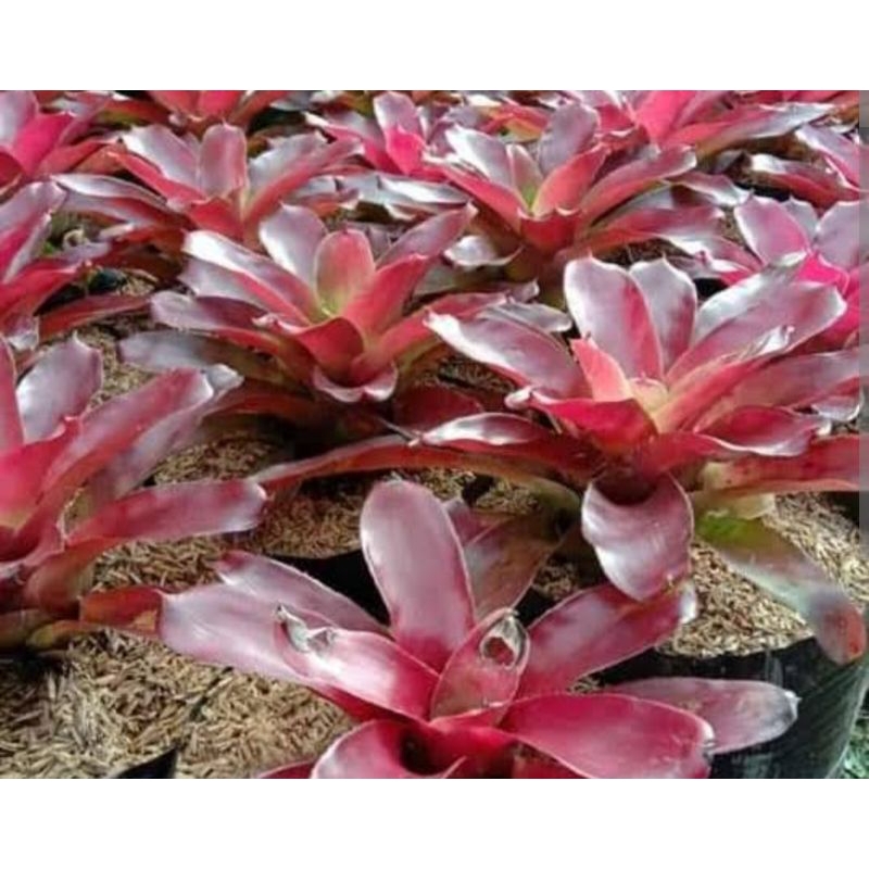 Bunga Bromelia/ Bromelia Merah/ Tanaman Hias Bromelia JUMBO
