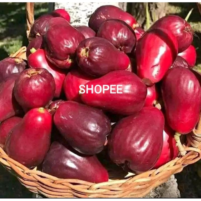 

Satu kilo jambu Jamaica segar