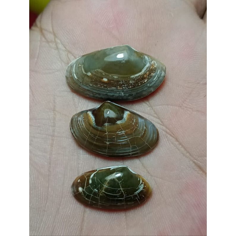 kijing buntet asli alam