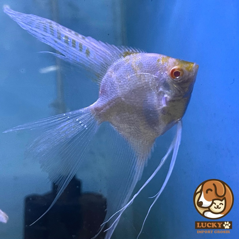 Ikan Hias Layang Aquascape Manfish Slayer Red Cap Koi Yellowhead