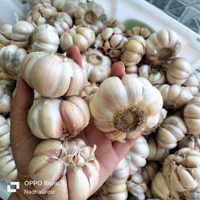 

BAWANG PUTIH KEMASAN 1KG / NADHA GROSIR