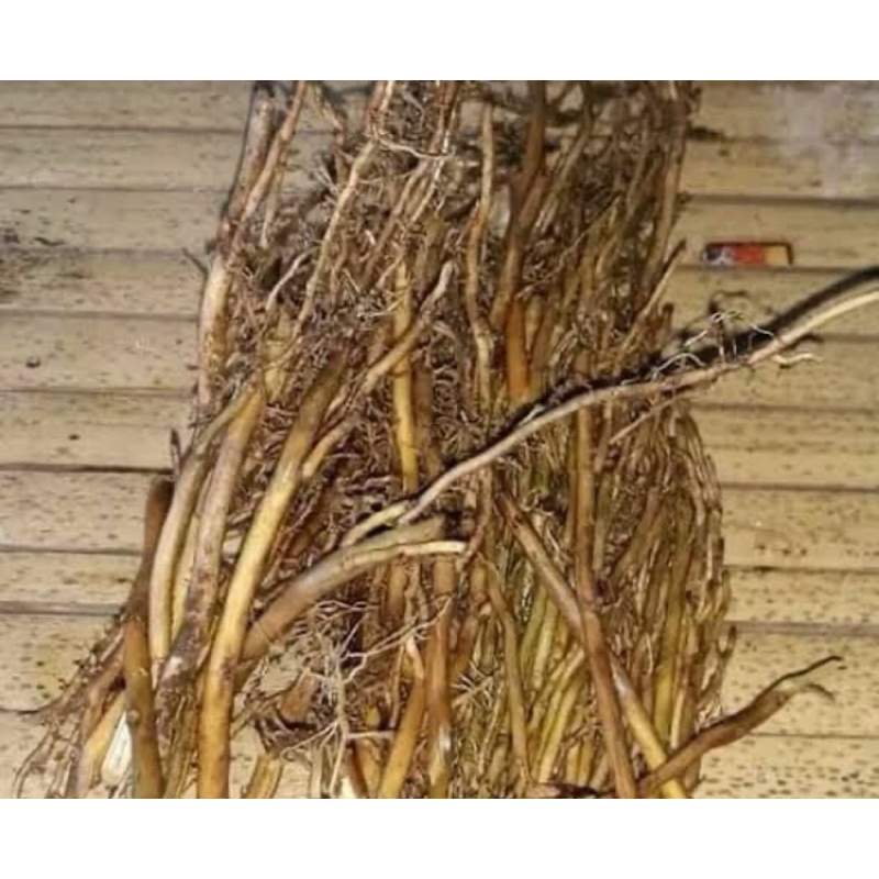 

Akar bambu kuning segar alami 250 gram-az