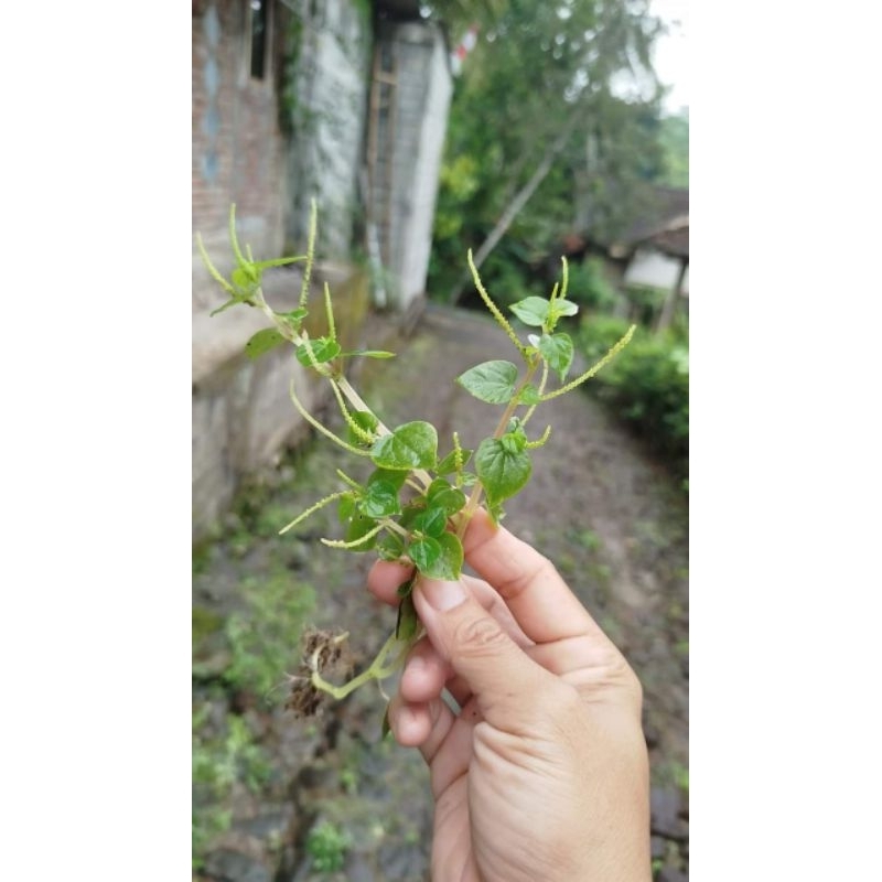 

DAUN SIRIH CINA UNTUK PENGOBATAN HERBAL DAN TRADISONAL