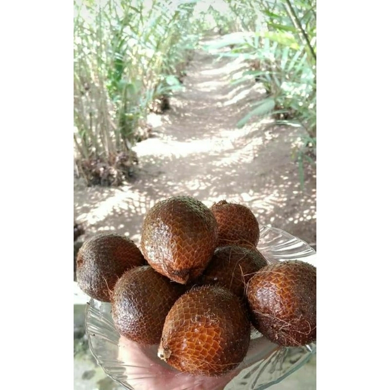 

Salak Madu