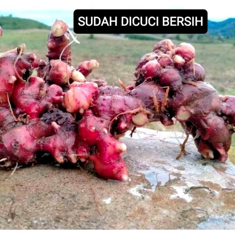

Jahe merah fresh sudah dicuci 1 kg