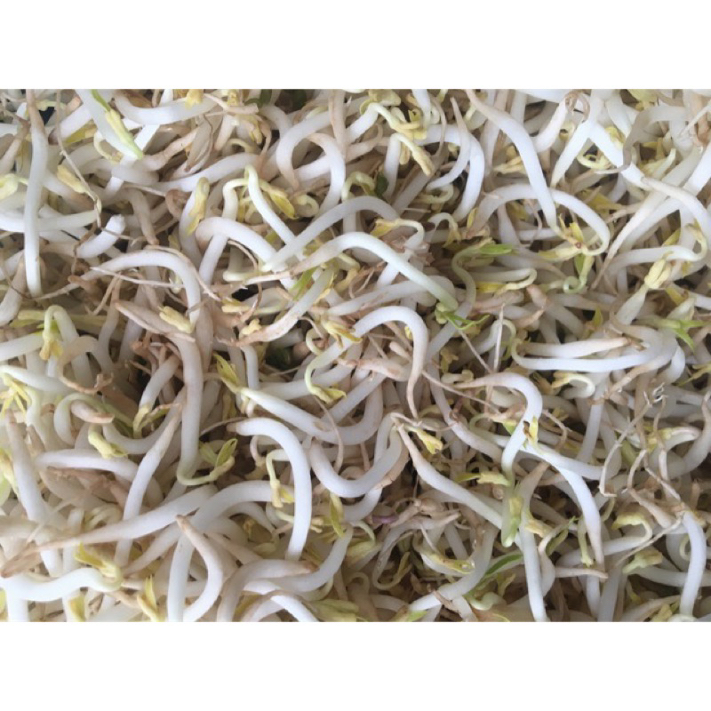 

Toge 250gr/500gr