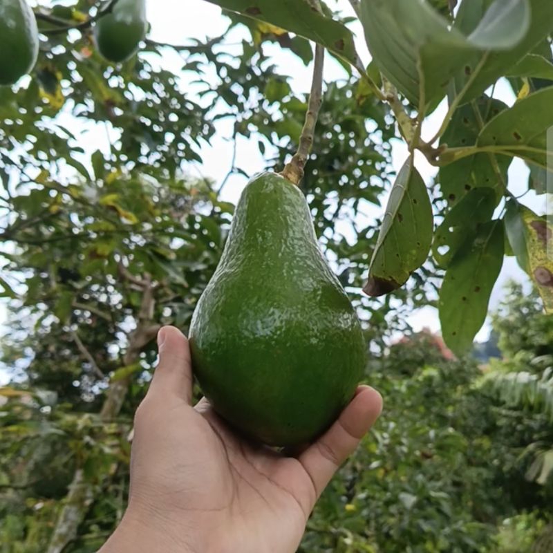 

Alpukat Pangeran Maninjau (Sumatera Barat) JUMBO