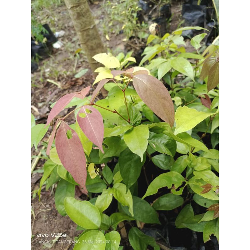 pohon jaling Sumatra / jaling kabau