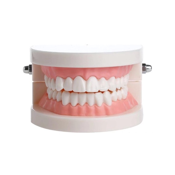 Langka Alice dental model study edukasi dokter gigi phantom studi rahang gigi typodont gusi karet al