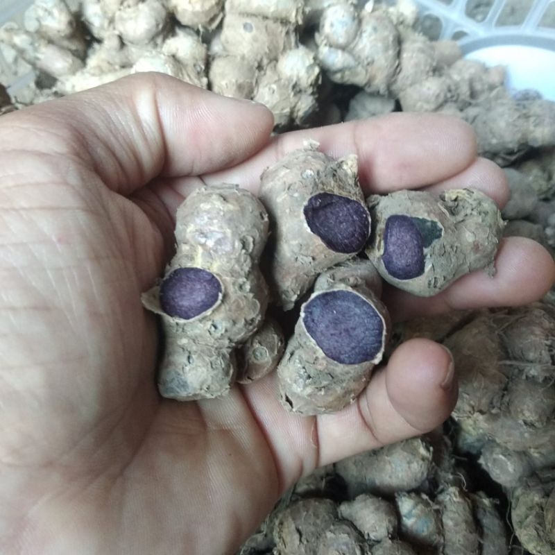 

kunyit hitam paket 5 kg