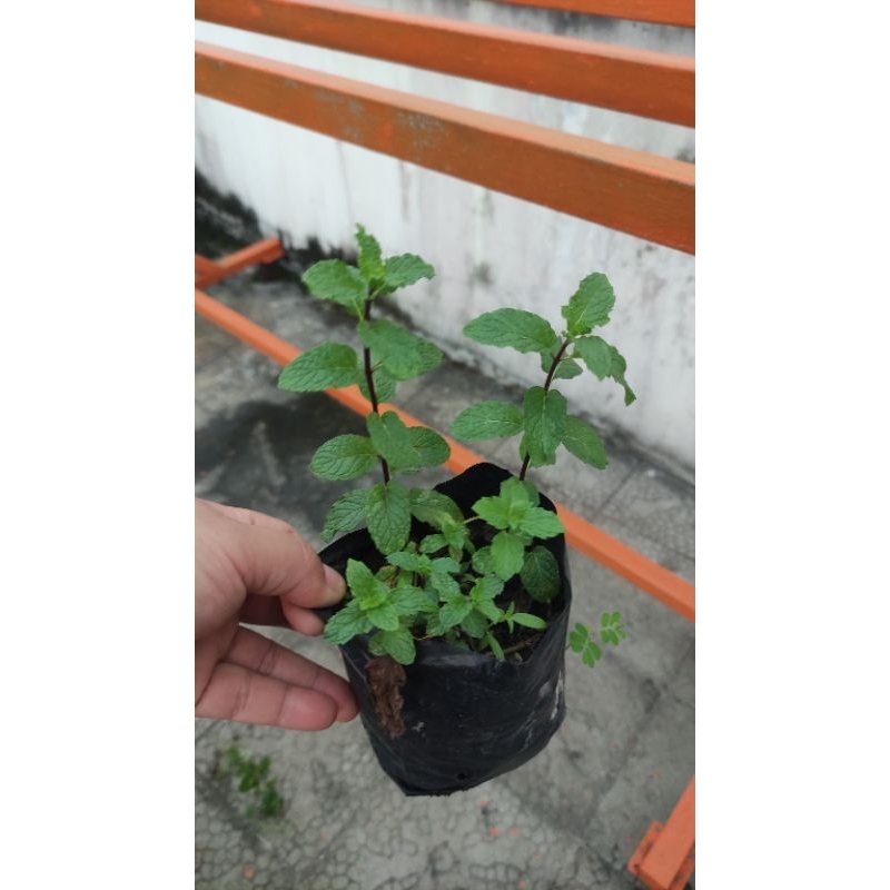bibit/tanaman  daun mint