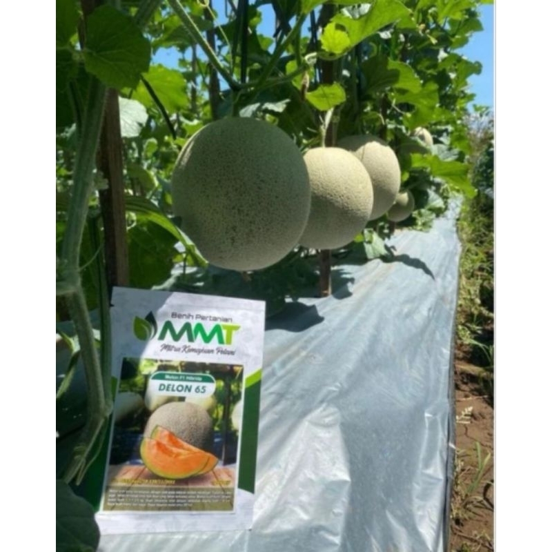 100 Benih Bibit Biji Melon F1 DELON 65 Oren, Import Hibrida Seeds Super Manis