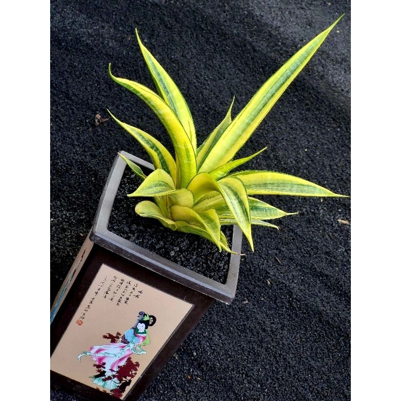sansevieria Cordova Variegata / Lidah mertua / Sansevieria / Succulant / Cordova