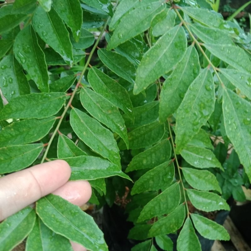 

Daun Kari / Salam Koja ( herbs, rempah )