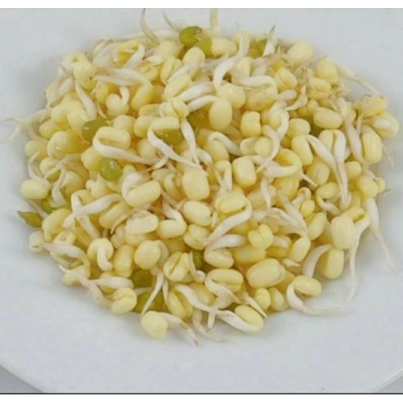 

Tauge Kecambah Rawon Fresh