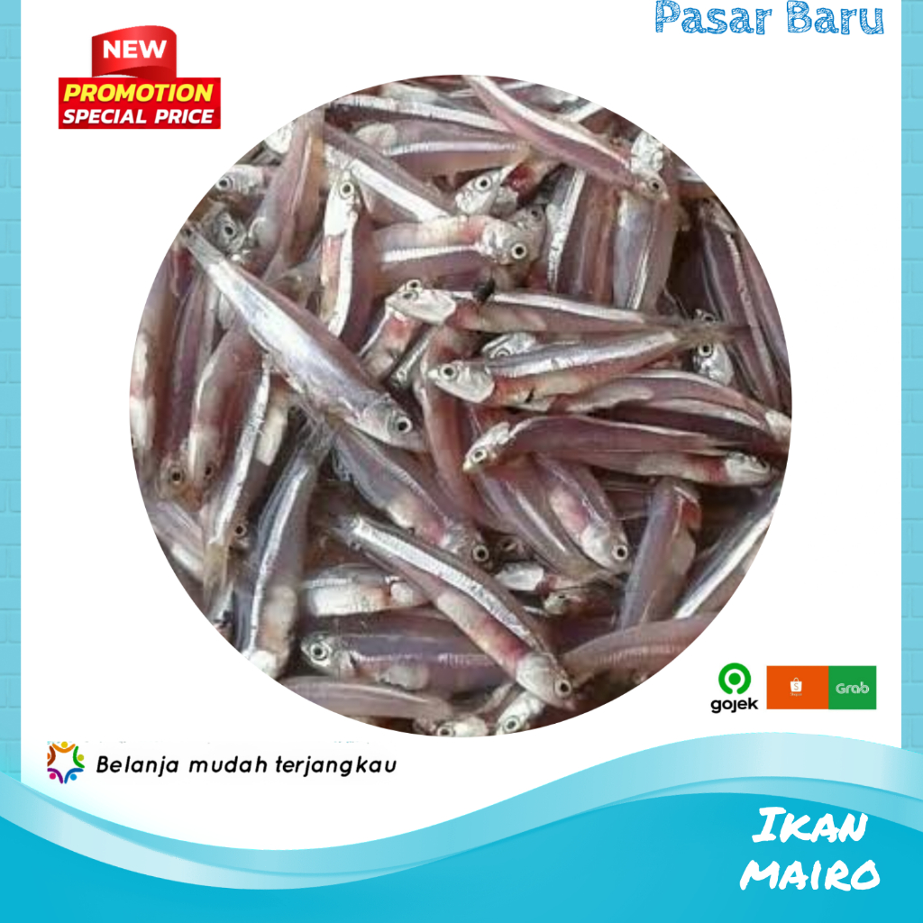 

Ikan Mairo / Teri Basah • Murah | Pasar Baru Makassar