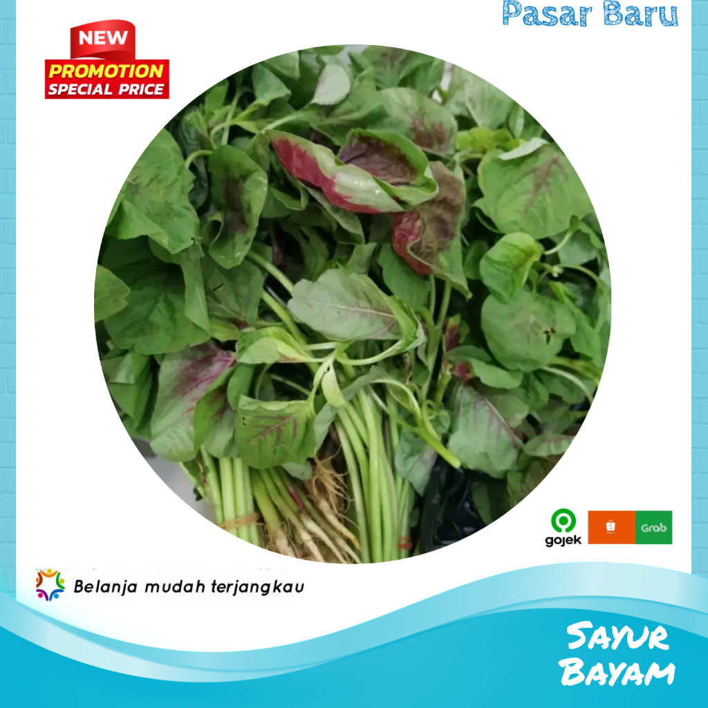 

Sayur Bayam Hijau • 1Ikat ✓ Murah | Pasar Baru Makassar