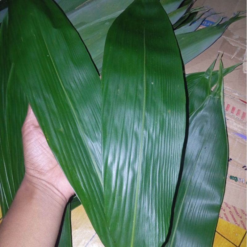 

Daun Bambu Bungkus Bakcang / Daun Bambu Jumbo 100 Lembar
