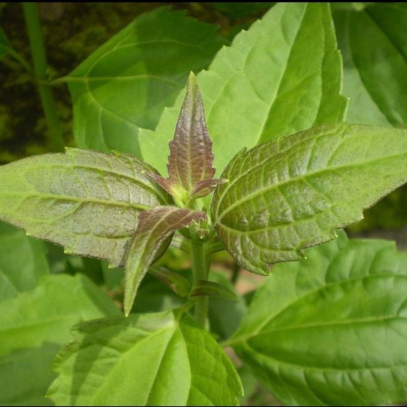 

Daun Balakcida Segar Fresh