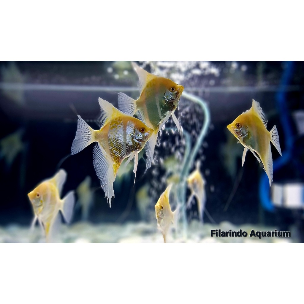 Dantum Albino Angelfish - Manfish - Altum Orinoco