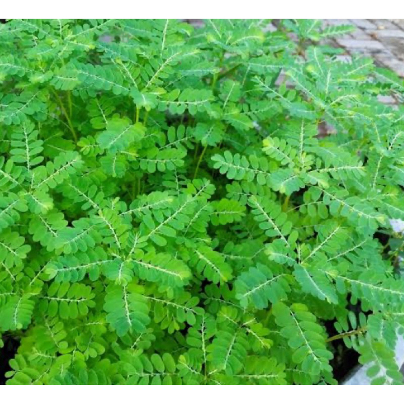 

Daun meniran segar plus akar petik langsung-az