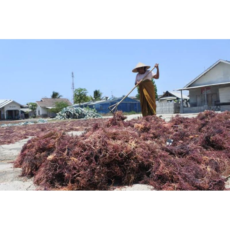 

RUMPUT LAUT COTTONI MERAH KERING 1 KG